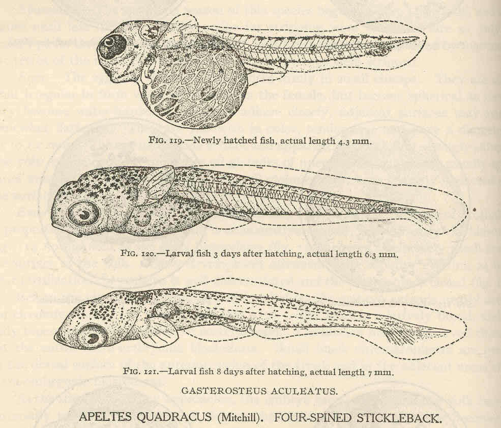 Image de Gasterosteidae