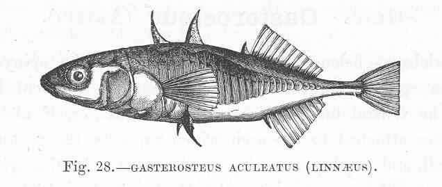 Image de Gasterosteidae