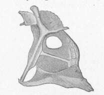 Image de Gasterosteidae