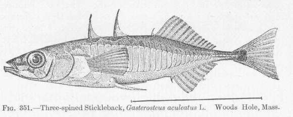 Image of Gasterosteus