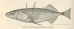 Image of sticklebacks