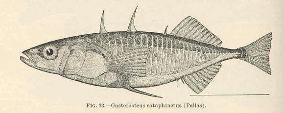 Image of Gasterosteus