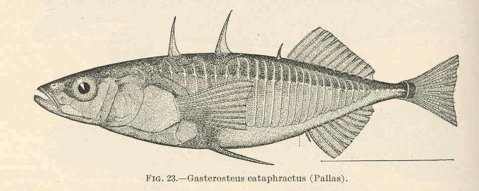 Imagem de Gasterosteidae