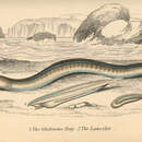 Image of Gastrobranchus