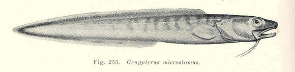 Image of Genypterus