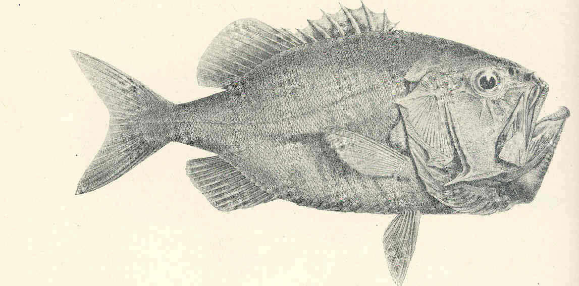 Image of Gephyroberyx