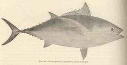 Image of Thunnus