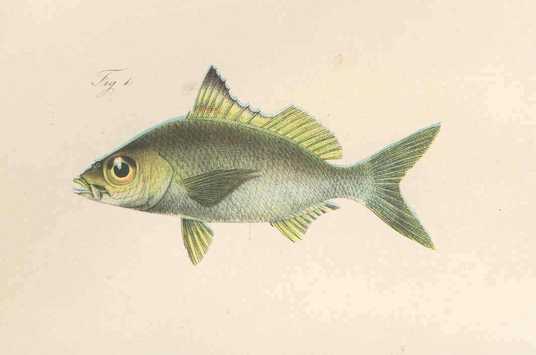 Image of Eucinostomus