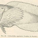 Image of Soft sculpin