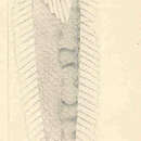 Imagem de Gillellus semicinctus Gilbert 1890