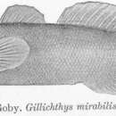 Gillichthys mirabilis Cooper 1864 resmi