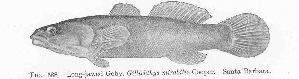 صورة Gillichthys