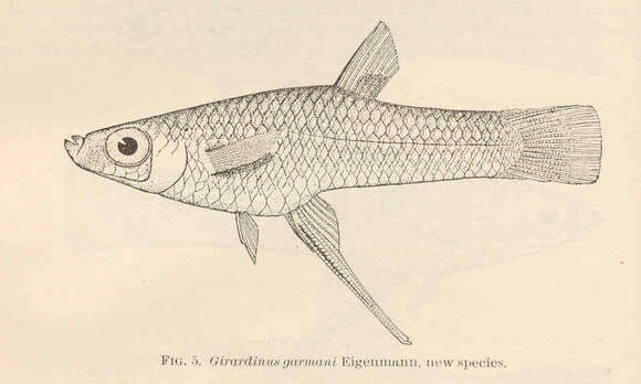 Image of Girardinus