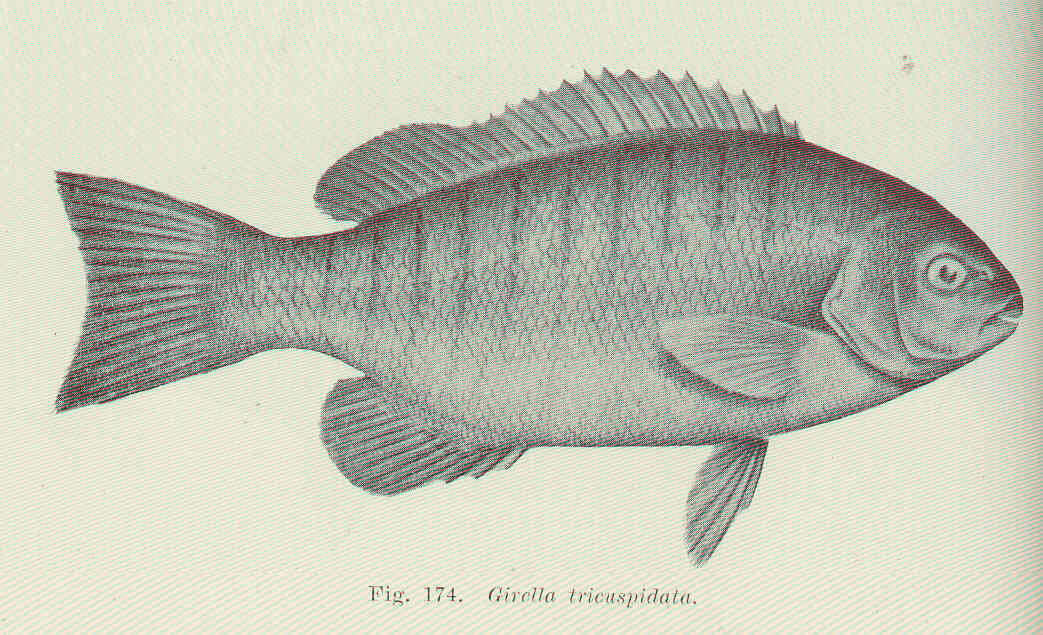 Plancia ëd Girellidae