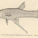 Image of Goldbelly Topminnow