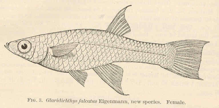 Image of Girardinus