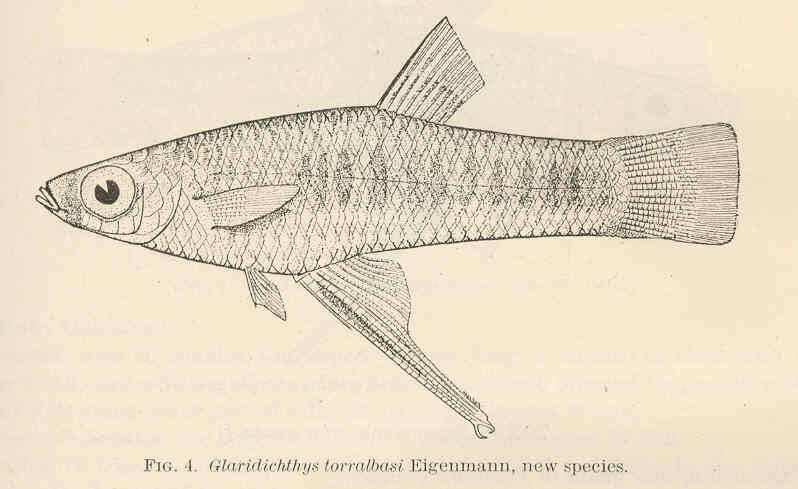 Image of Girardinus