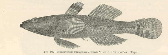 Image of Glossogobius