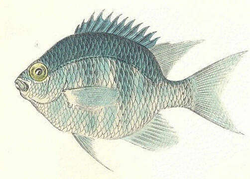 Image of Damselfish