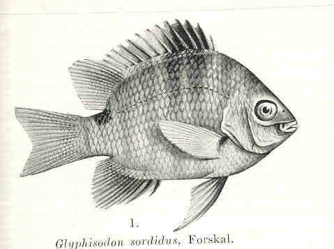 Image of Glyphisodon
