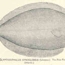 Слика од Glyptocephalus cynoglossus (Linnaeus 1758)