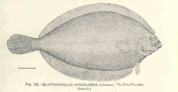 Image of Glyptocephalus