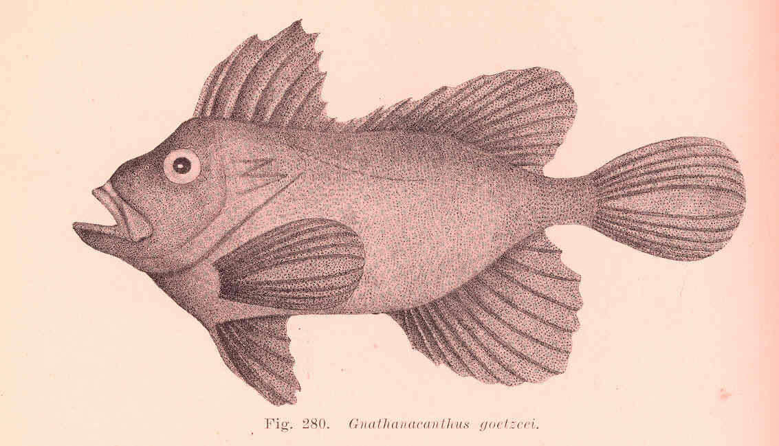 Image of Gnathanacanthus