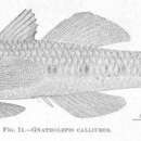 Imagem de Arcygobius baliurus (Valenciennes 1837)