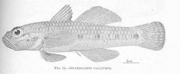 Image of Arcygobius