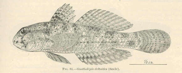 Image de Gnatholepis