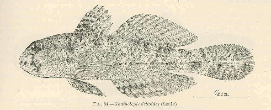 Image of goby