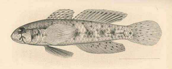 Imagem de Gnatholepis knighti Jordan & Evermann 1903