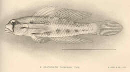 صورة Gnatholepis