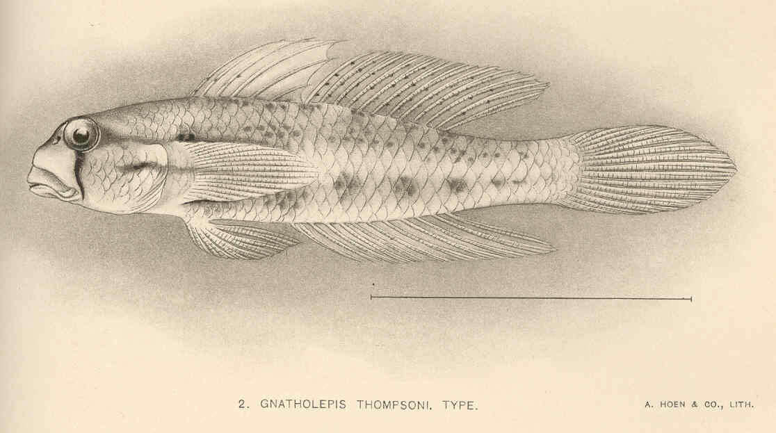 Image de Gnatholepis