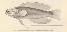 Image of Opistognathus liturus