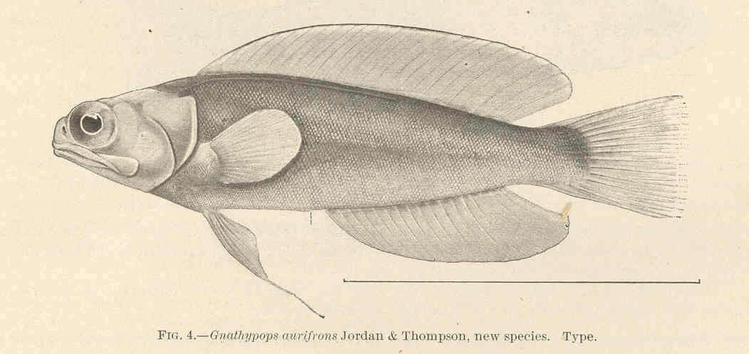 Image of Opistognathus liturus