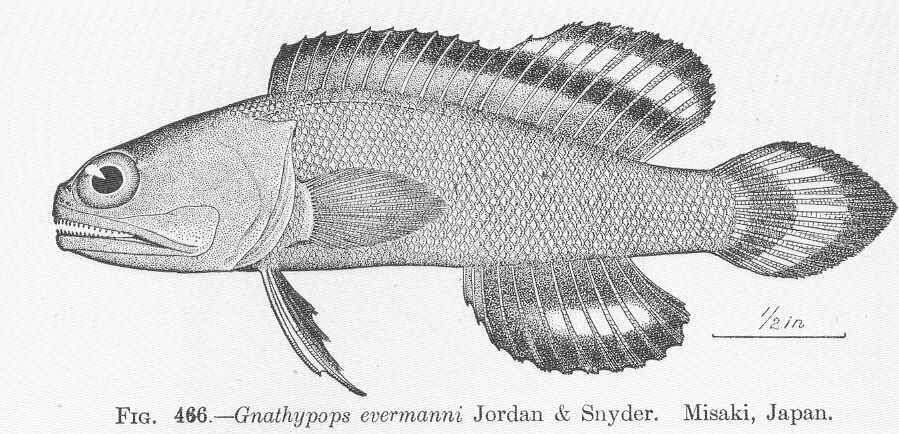 Plancia ëd Opistognathus evermanni (Jordan & Snyder 1902)