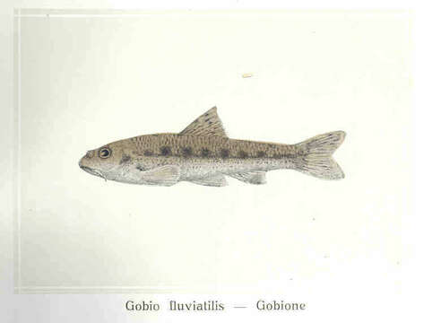 Image of Gobio