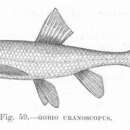 Romanogobio uranoscopus (Agassiz 1828) resmi