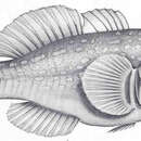 Image of Actor Coral Goby