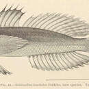 صورة Oxyurichthys lonchotus (Jenkins 1903)