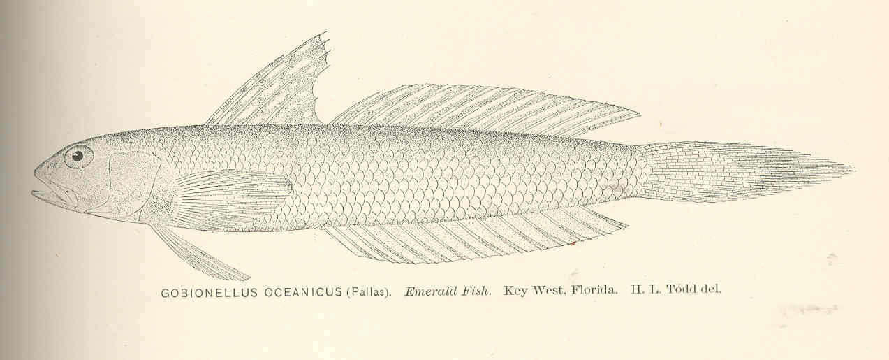 Image of Gobionellus