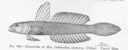 Image of Gobionellus