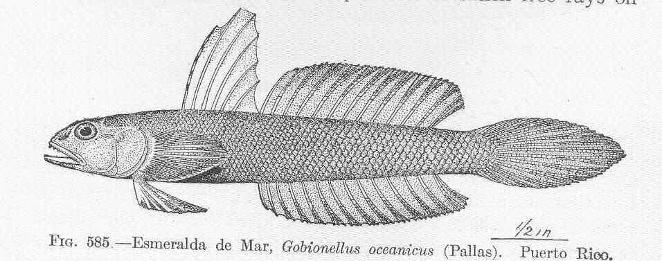 Image of Gobionellus