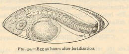 Image of Gobiosoma