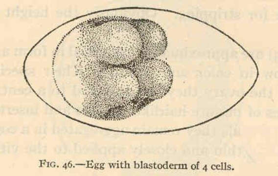 Image of Gobiosoma