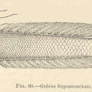Plancia ëd Gobionellus oceanicus (Pallas 1770)