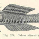 Image de Arenigobius bifrenatus (Kner 1865)