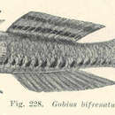 Image of Bridled goby