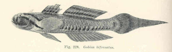 Image of Arenigobius